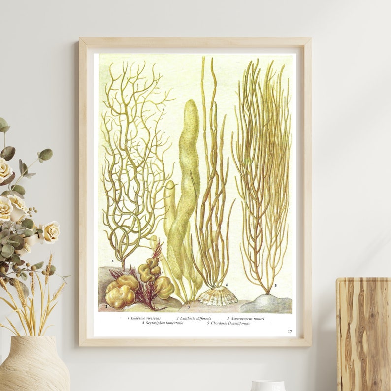 Seaweed, Unframed, Vintage Seaweed Print, Sea Plants, Seaweed Decor, Ocean Floor, Vintage Print, Botanical, Book Page Plate, Bathroom, 17 image 1