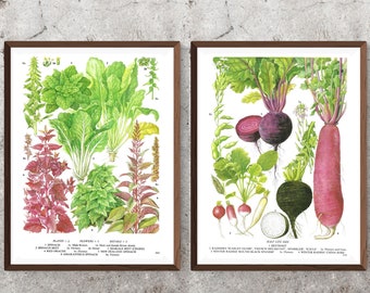 Set of 2 Unframed Vintage Vegetable Prints, Spinach, Chard, Beet, Orache Beetroot, Radish, Root Vegetable, Book Page, Food, Kitchen Artwork