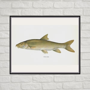 Barbus Barbus, Common Barbel, Vintage Fish Print, Unframed, Freshwater Fish, Book Plate, Book Print, Animal, Aquatic, Fishes image 1