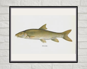 Barbus Barbus, Common Barbel, Vintage Fish Print, Unframed, Freshwater Fish, Book Plate, Book Print, Animal, Aquatic, Fishes