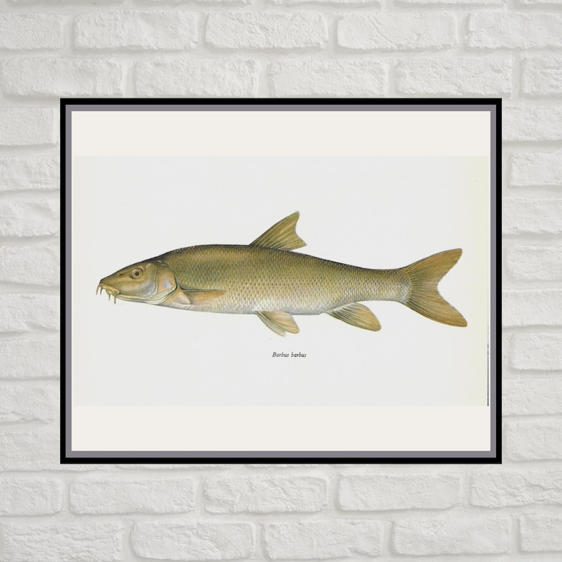 Barbus Barbus, Common Barbel, Vintage Fish Print, Unframed, Freshwater Fish, Book Plate, Book Print, Animal, Aquatic, Fishes image 1