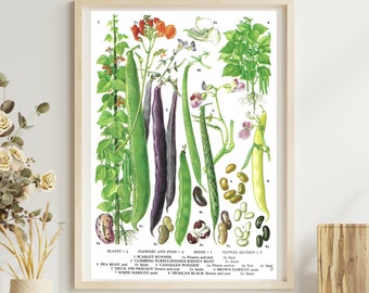 Unframed Vintage Vegetable Print for Wall Art, Kidney Bean, Haricot Pea Pod, Botanical Kitchen Artwork, Dining Décor, Book Page Illustration