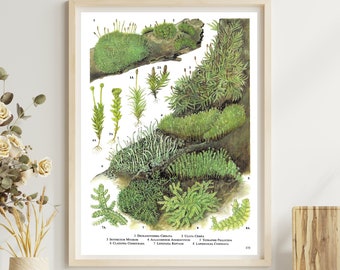 Unframed Vintage Botanical Print for Wall Art, Bark Plants, Lichens, Moss, Mixed Woodlands, Green Trees Forests, Nature Book Page