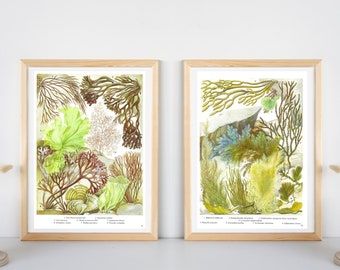 Set of 2 Unframed Vintage Seaweed Prints, Pink Green Blue Coastal Wall Art, Sea Plants, Ocean Floor, Botanical Book Page, Bathroom Decor