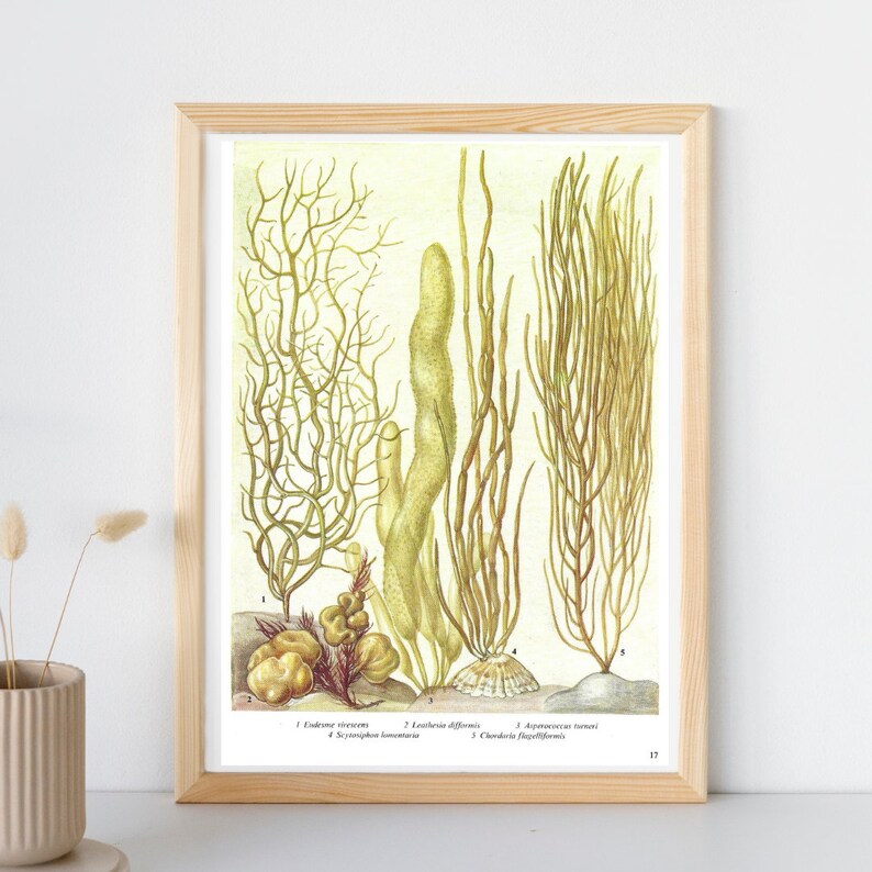 Seaweed, Unframed, Vintage Seaweed Print, Sea Plants, Seaweed Decor, Ocean Floor, Vintage Print, Botanical, Book Page Plate, Bathroom, 17 image 3