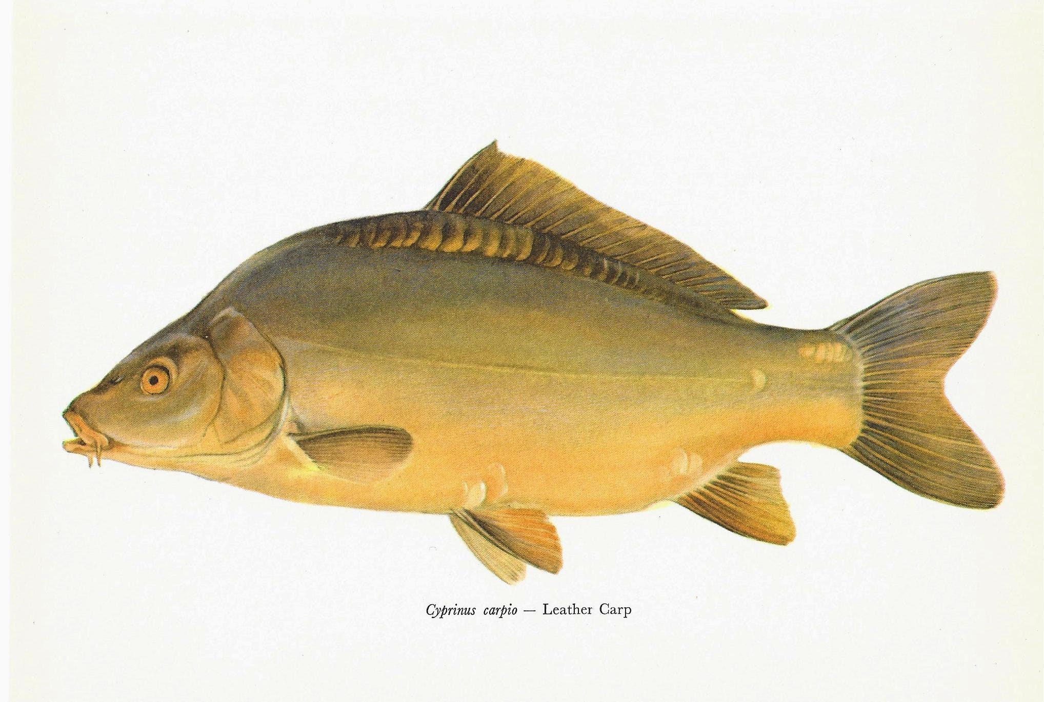 Cyprinus Carpio Leather Carp Vintage Fish Print Unframed - Etsy