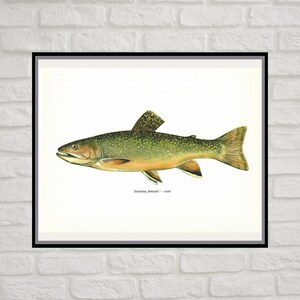 Salvelinus Fontinalis, Male, Brook Trout, Vintage Fish Print, Unframed, Freshwater Fish, Book Plate, Book Print, Animal, Aquatic, Fishes image 1