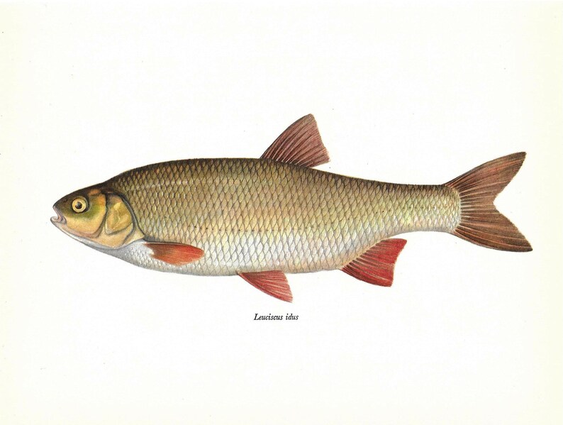 Leuciscus Idus, Ide, Orfe, Vintage Fish Print, Unframed, Freshwater Fish, Book Plate, Book Print, Animal, Aquatic, Fishes image 2