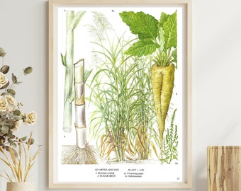 Unframed Vintage Vegetable Print for Wall Art, Sugar Cane, Sugar Beet, Botanical Kitchen Artwork, Dining Décor, Book Page Food Illustration