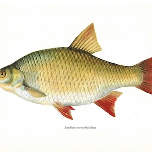 Scardinius Erythrophthalmus, Common Rudd, Vintage Fish Print, Unframed, Freshwater Fish, Book Plate, Book Print, Animal, Aquatic, Fishes image 2