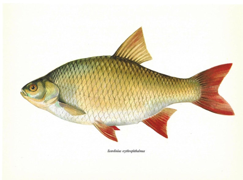 Scardinius Erythrophthalmus, Common Rudd, Vintage Fish Print, Unframed, Freshwater Fish, Book Plate, Book Print, Animal, Aquatic, Fishes image 2