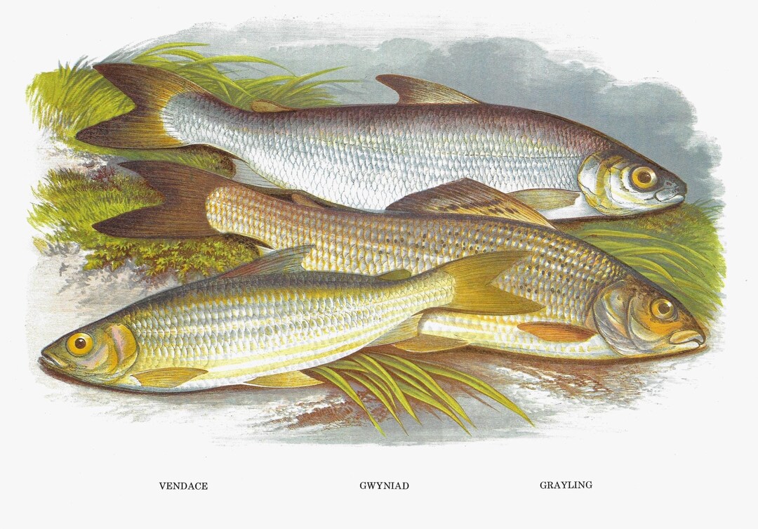 Vendache Vendace, Gwyniad, Grayling, Unframed Vintage Fish Print, British ...