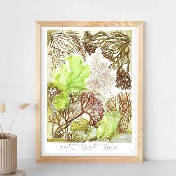 Seaweed, Unframed, Vintage Seaweed Print, Sea Plants, Seaweed