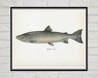 Atlantic Salmon, Male, Vintage Fish Print, Unframed, Freshwater Fish, Nature, Book Plate, Book Print, Animal Print, Aquatic, Fishes
