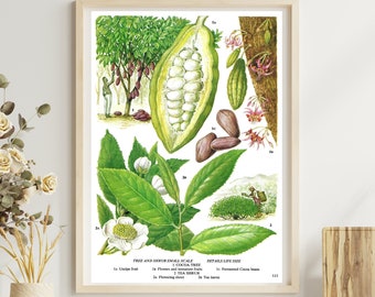 Vintage Food Print, Cocoa Tree, Cocoa Beans, Tea Shrub, Tea Leaves, Unframed Botanical, Food Print, Kitchen Décor, Vintage Book Page