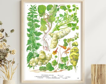 Unframed Vintage Vegetable Print for Wall Art, Artichoke, Botanical Kitchen Artwork, Dining Décor, Book Page Food Illustration