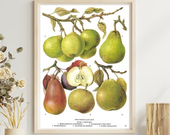 Unframed Vintage Fruit Print, Pear Print, Red and Green Pears, Botanical, Dining Room Wall Art, Food Print, Kitchen Décor, Vintage Book Page