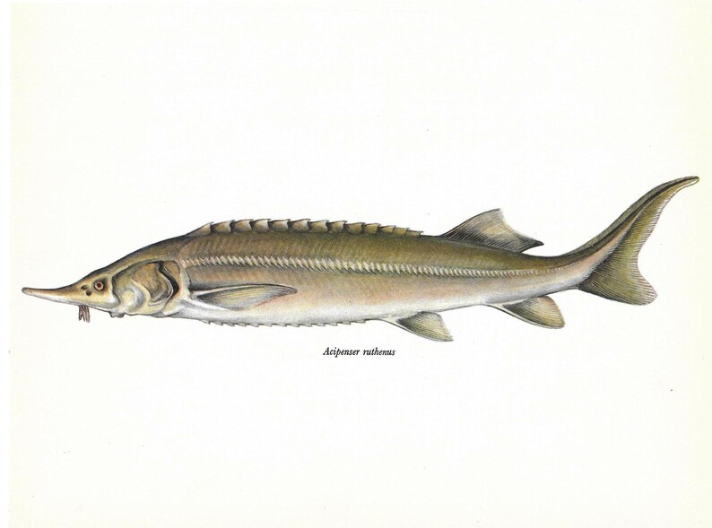 Acipenser Ruthenus, Sterlet, Sturgeon, Vintage Fish Print, Unframed, Freshwater Fish, Book Plate, Book Print, Animal, Aquatic, Fishes image 2