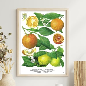 Unframed Vintage Fruit Print, Oranges and Lemons, Unframed Botanical, Dining Room Wall Art, Food Print, Kitchen Décor, Vintage Book Page