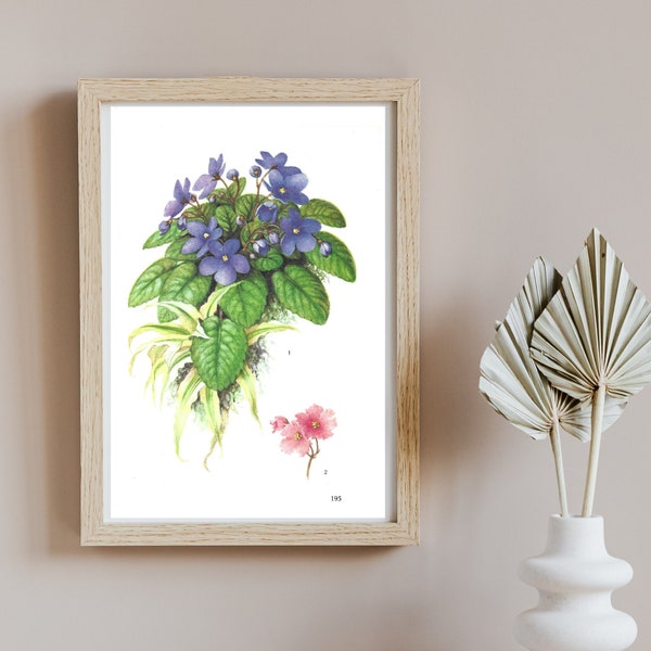 African Violet Plant, Small Unframed Vintage Flower Plant Print, Indoor House Plant Image, Purple Flowers, Botanical Book Page, Wall Art