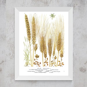 Unframed Bread Wheat, Durum Wheat, Rivet, Emmer, Grains, Spikelet, Cereal, Vintage Print, Botanical Print, Book Page, Food, Kitchen Print Bild 6