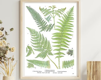 Unframed Vintage Botanical Print, Woodland Ferns, Bracken, Green Plant, Nature, Book Page, Botanical Wall Art, 185