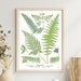see more listings in the Seaweed Lichens Ferns section