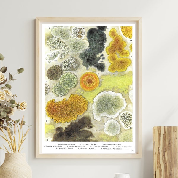 Upland Wall Lichens, Unframed, Vintage Botanical Print, Nature, Book Page, Wall Art, Yellow Decor