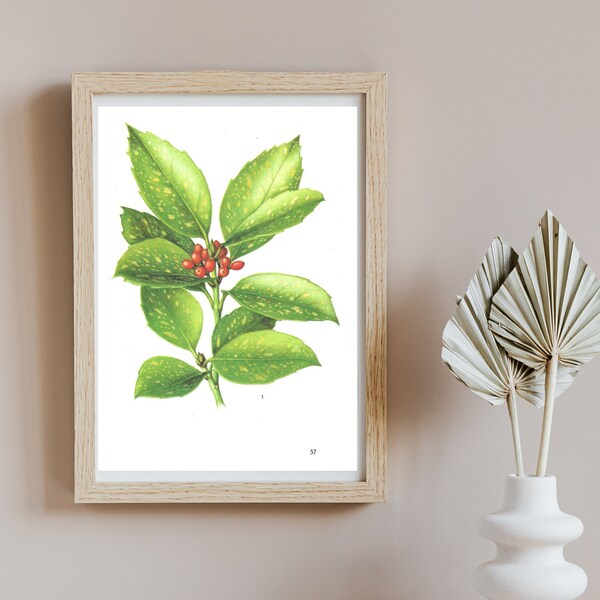 Spotted Laurel, Small Unframed Vintage Plant Print, Indoor Plant Image, House Plant, Botanical Book Page, Green Leaves Red Berries, Wall Art