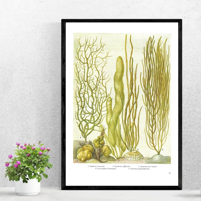 Seaweed, Unframed, Vintage Seaweed Print, Sea Plants, Seaweed Decor, Ocean Floor, Vintage Print, Botanical, Book Page Plate, Bathroom, 17 image 7