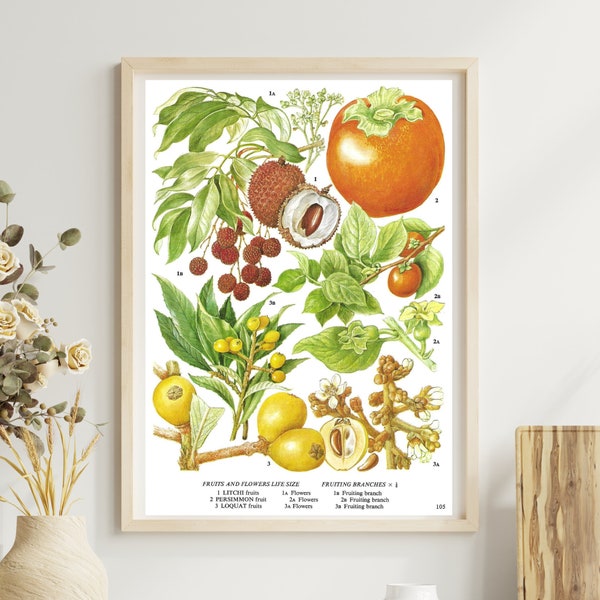 Unframed Vintage Fruit Print  Litchi, Persimmon, Loquat, Botanical, Dining Room Wall Art, Food Print, Kitchen Décor, Vintage Book Page