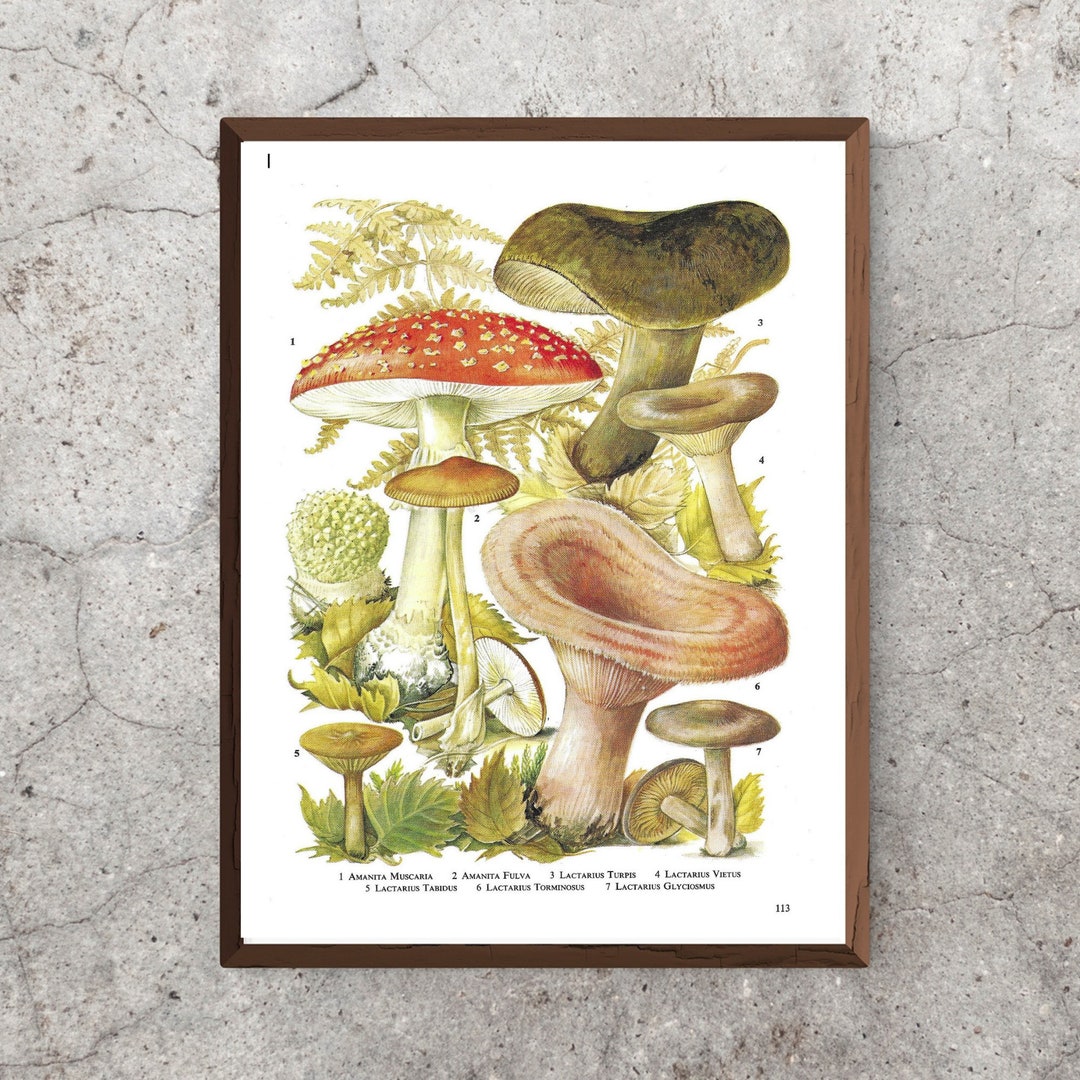 Mushrooms Toadstools Fungi Funghi Red Unframed Vintage - Etsy UK