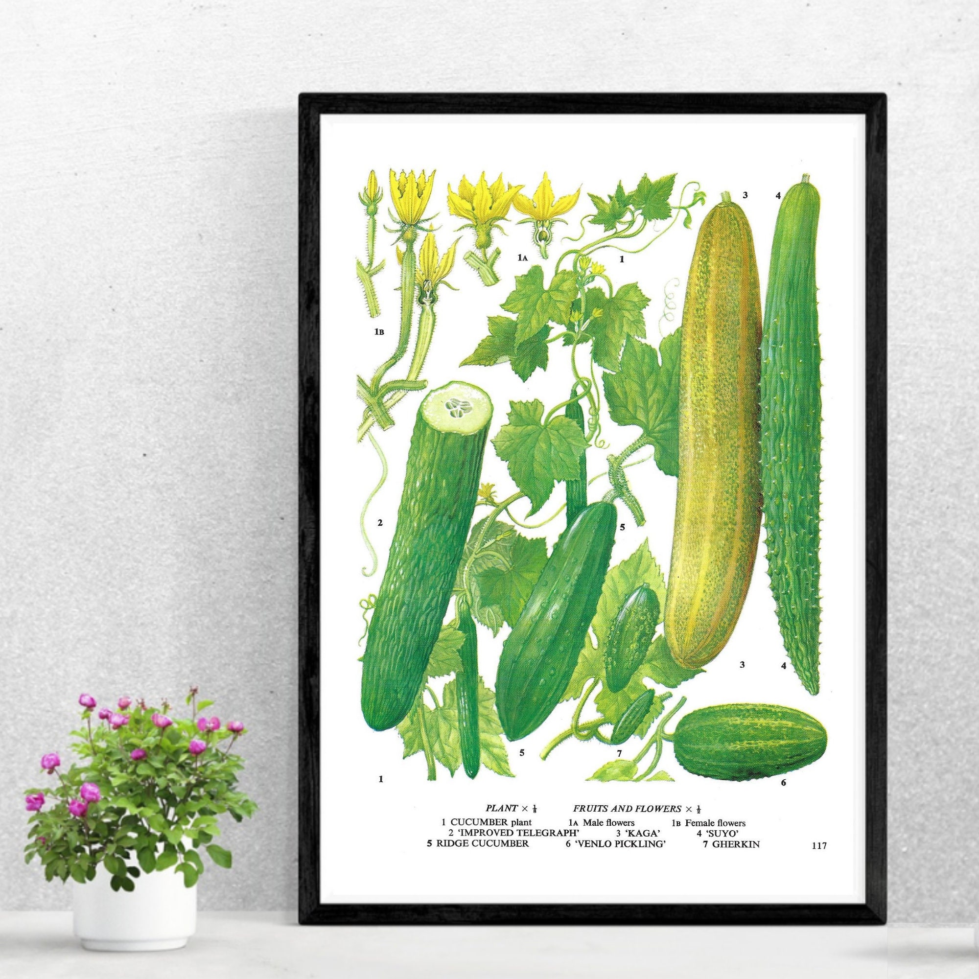 Vintage Food Print Cucumber Print Gherkin Unframed