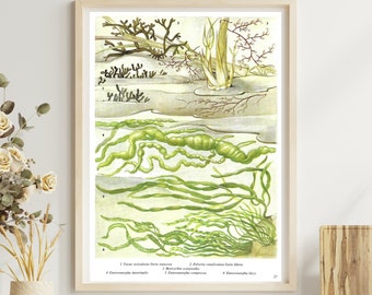 Seaweed, Unframed, Vintage Seaweed Print, Sea Plants, Seaweed Decor, Ocean Floor, Vintage Print, Botanical, Book Page Plate, Bathroom Print