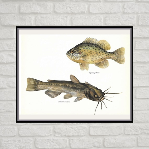 Pumpkinseed sunfish Family, Brown Bullhead, Vintage Fish Print
