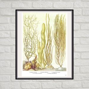 Seaweed, Unframed, Vintage Seaweed Print, Sea Plants, Seaweed Decor, Ocean Floor, Vintage Print, Botanical, Book Page Plate, Bathroom, 17 image 4