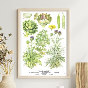 Unframed Vintage Vegetable Print for Wall Art, Globe Artichoke, Okra, Botanical Kitchen Artwork, Dining Décor, Book Page Food Illustration