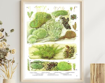 Unframed Vintage Botanical Print for Wall Art, Mountain Lichens of Uplands, Rock and Wall Plants, Country Nature Book Page