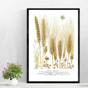 Unframed Bread Wheat, Durum Wheat, Rivet, Emmer, Grains, Spikelet, Cereal, Vintage Print, Botanical Print, Book Page, Food, Kitchen Print Bild 7