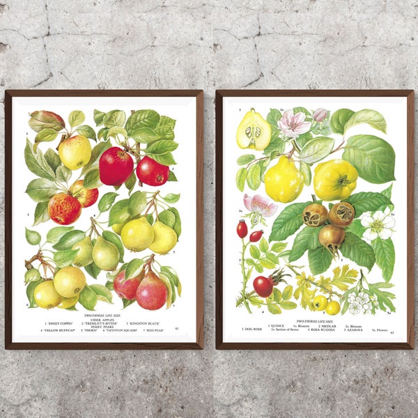 Set of 2 Unframed Vintage Fruit Prints, Apples, Pears, Quince, Dog Rose, Azarole, Botanical, Book Page, Food, Kitchen Artwork