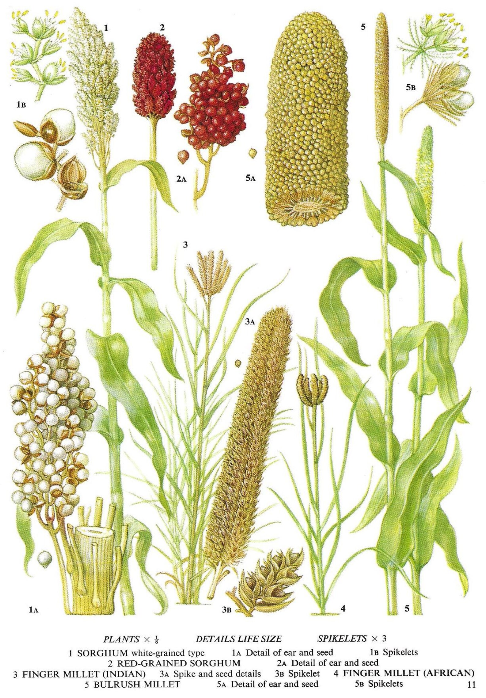 Finger Millet Bulrush Millet Ear Seed Spikelet Etsy