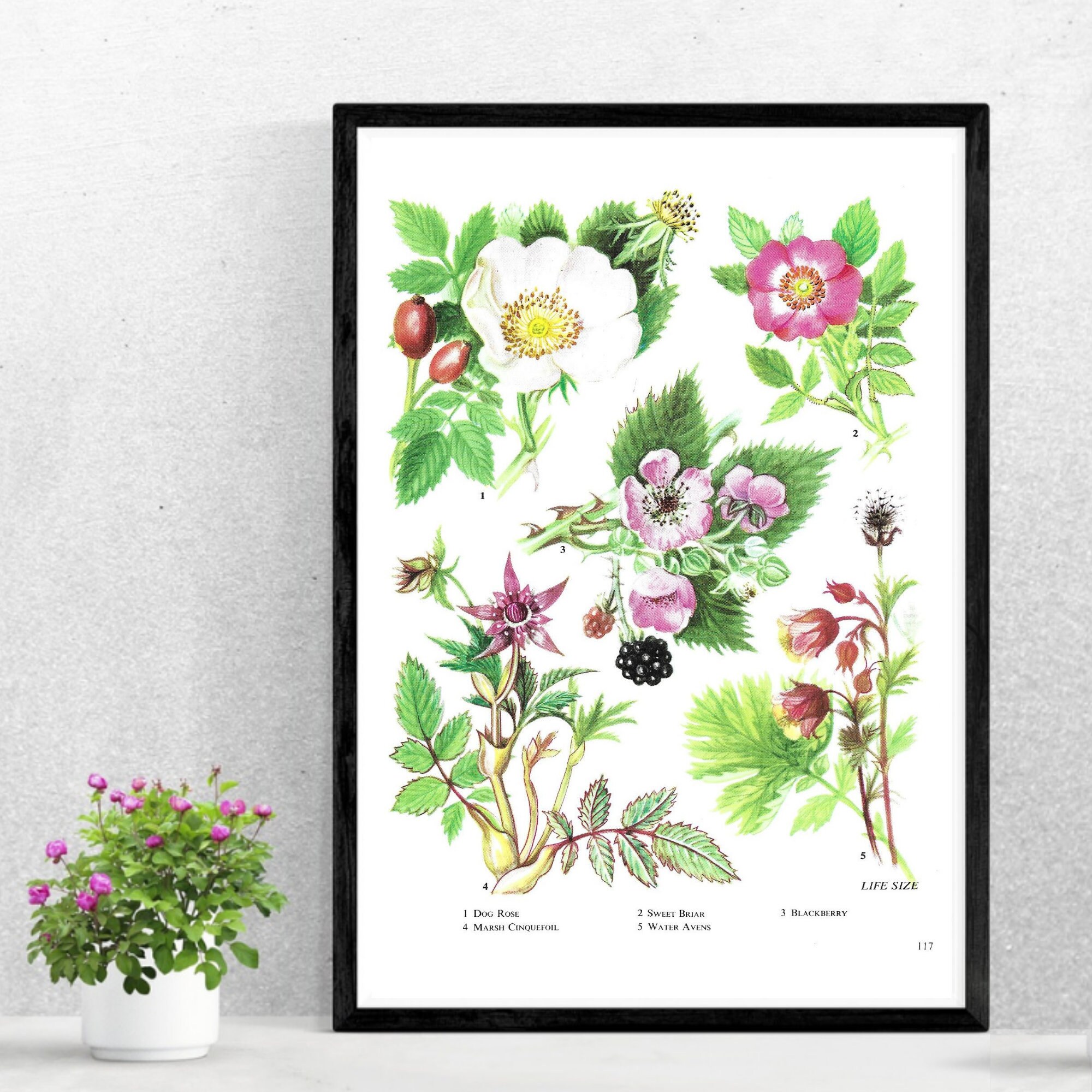 Hund Rose Brombeere Sweet Briar Beeren ungerahmter Vintage Etsy