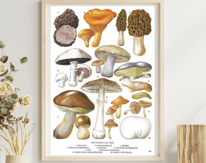 Unframed Vintage Vegetable Print for Wall Art, Mushrooms, Botanical Kitchen Artwork, Dining Décor, Book Page Illustration