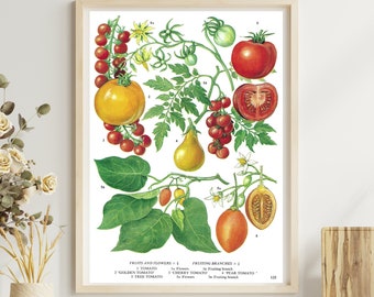 Unframed Vintage Tomato Print, Tomatoes on Vine, Red Cherry, Botanical, Dining Room Wall Art, Food Print, Kitchen Décor, Vintage Book Page