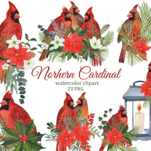 Clipart Aquarela Cardeal Vermelho De Natal, Pássaros E Buquês De Inverno PNG