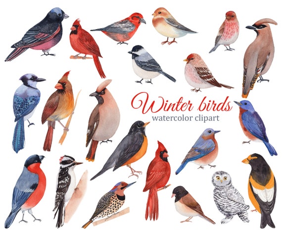 Winter Birds Watercolor Clipart Red Cardinal Blue Jay 