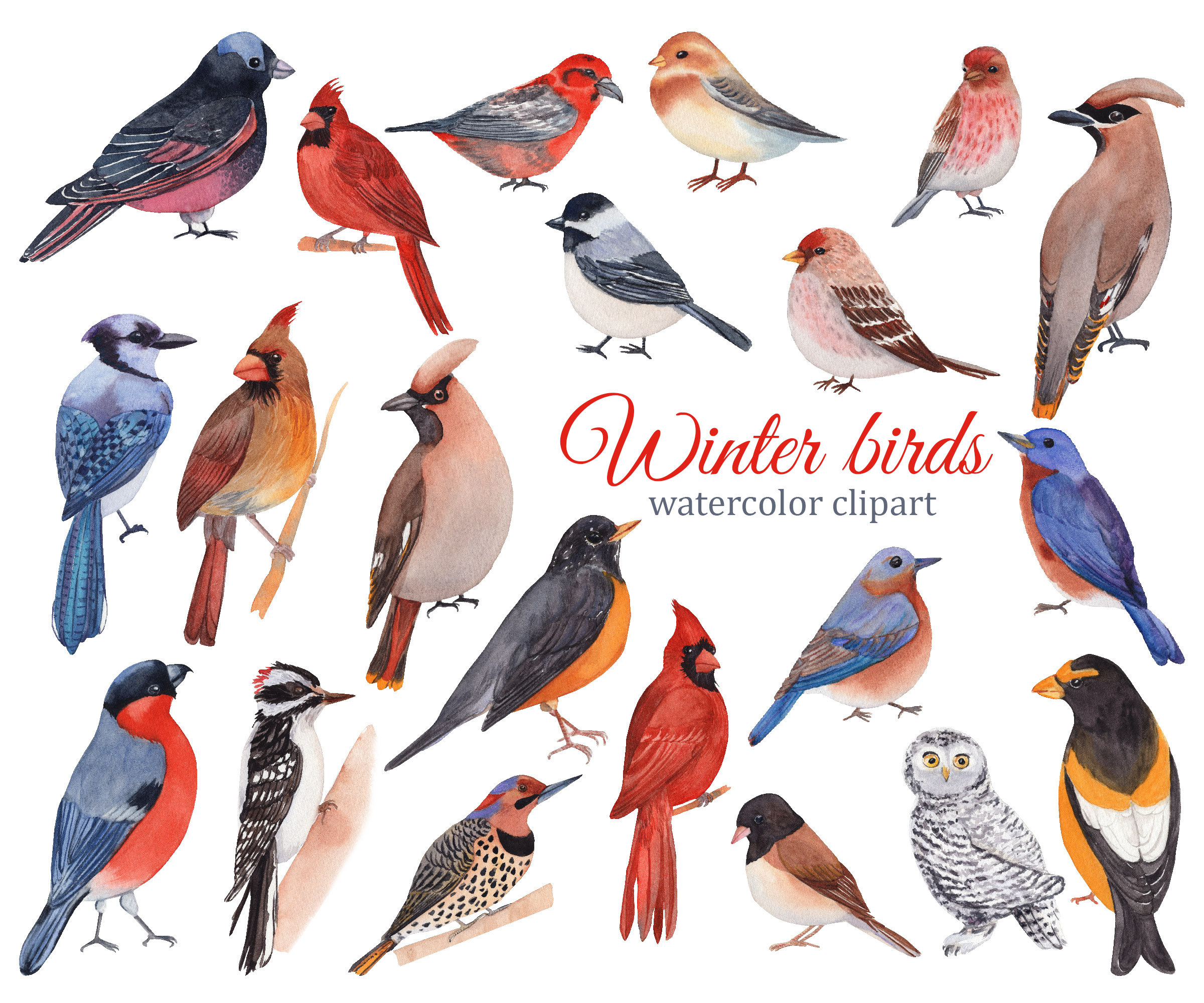 Winter Birds Watercolor Clipart, Red Cardinal, Blue Jay