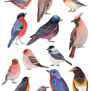 Winter Birds Watercolor Clipart, Red Cardinal, Blue Jay, Bohemian ...