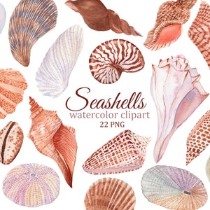 May include: A collection of 22 watercolor illustrations of seashells in various shapes, sizes, and colors. The seashells are painted in a realistic style and include a variety of species, such as conch shells, scallop shells, and sand dollars.