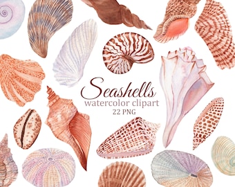 Seashell watercolor clipart, summer travel PNG, ocean beach clipart for blog, invitation, planner stickers